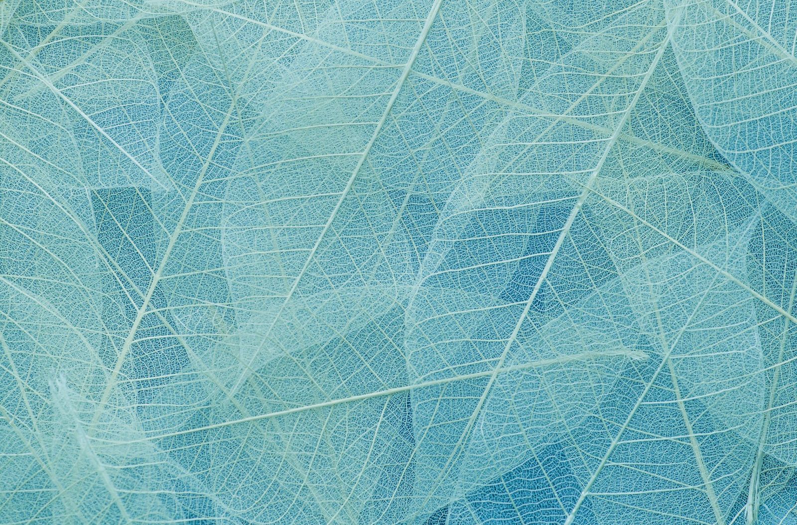The image shows delicate, translucent leaves with intricate vein patterns arranged in overlapping layers against a soft blue background.